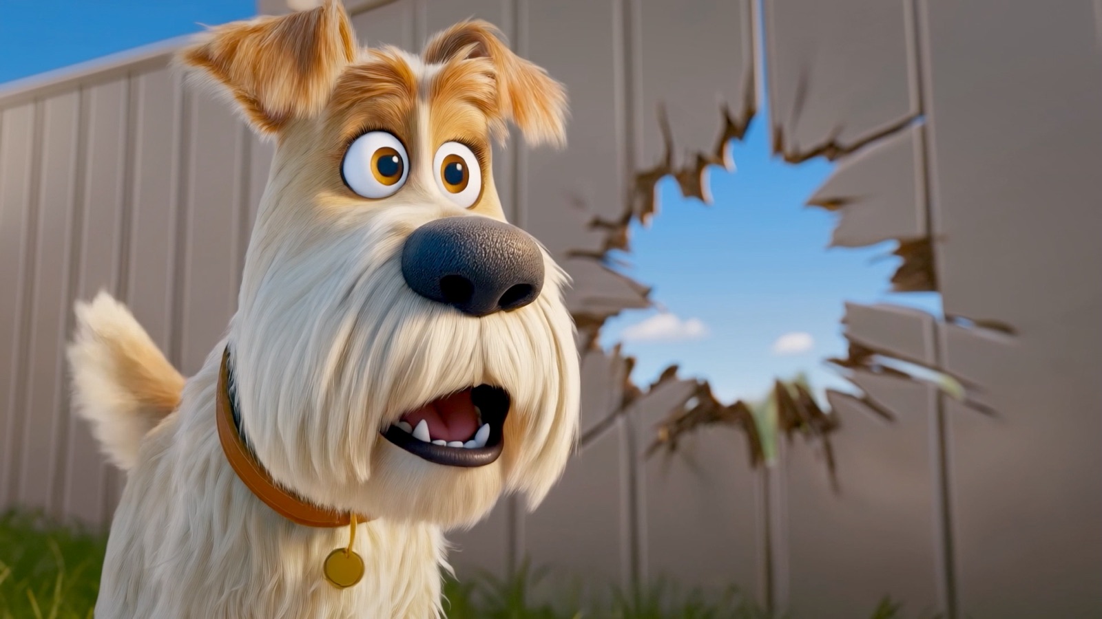 A surprised white dog stands beside a toy-sized opening in a fence.